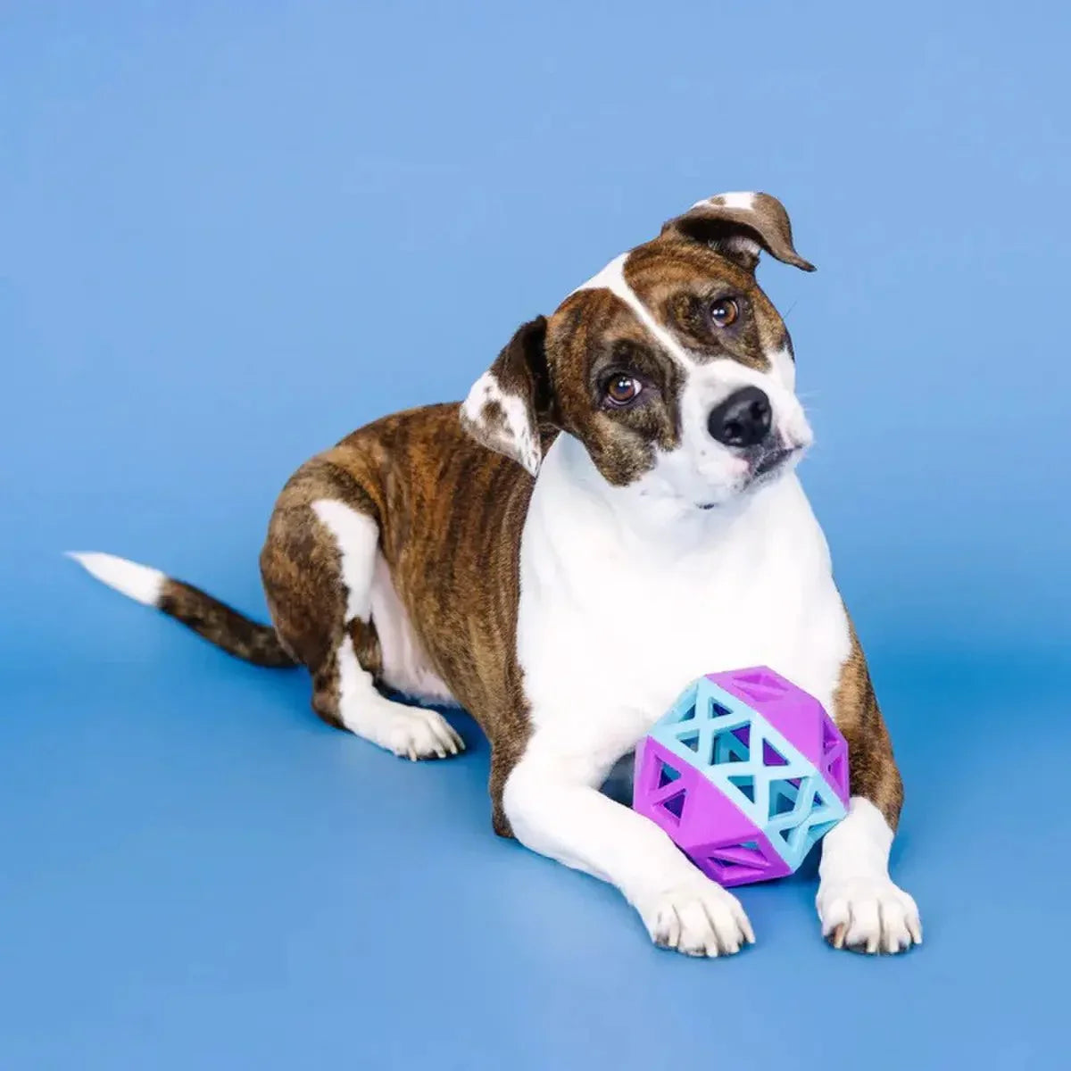 PetShop by Fringe This is How I Roll Rubber Dog Toy - Talis Us