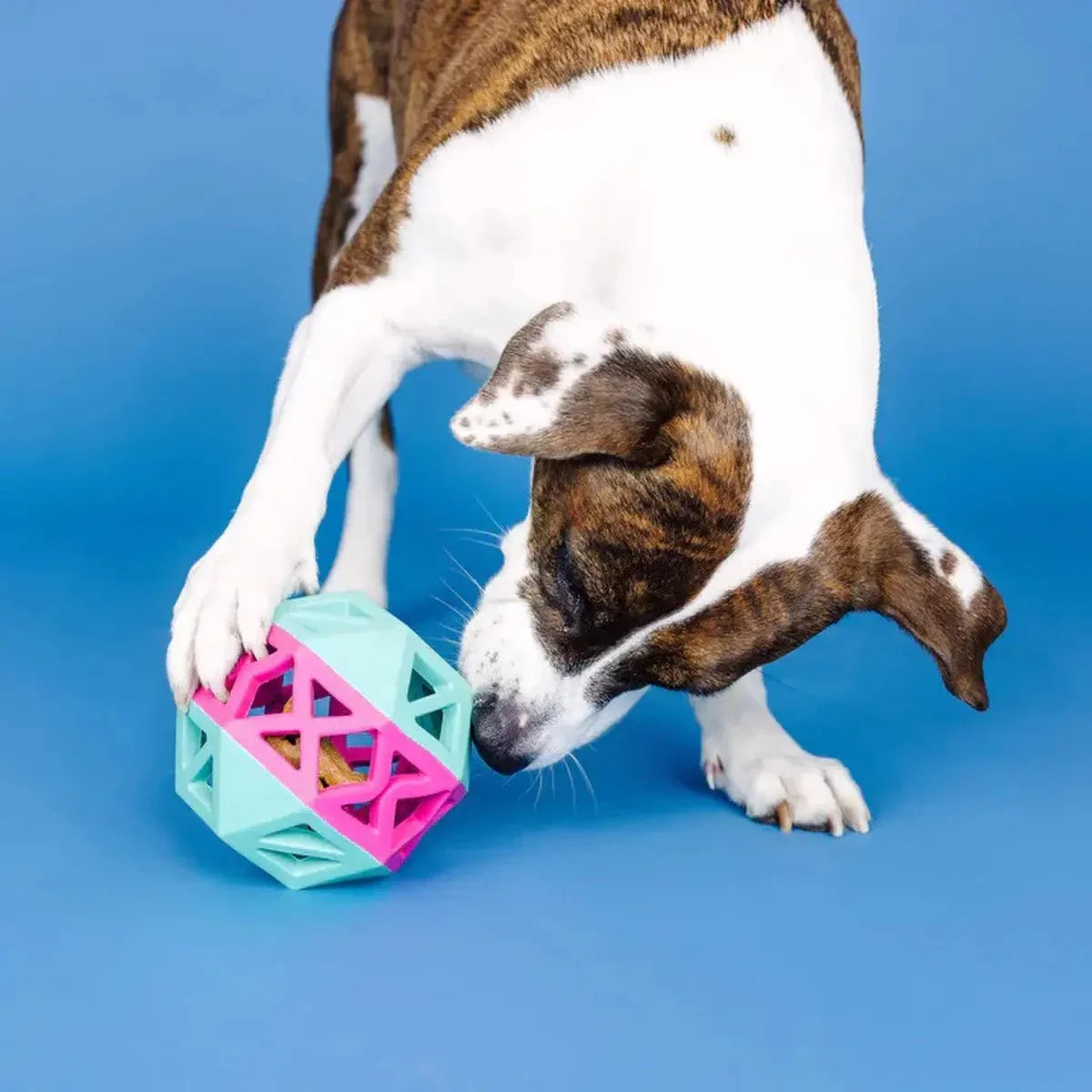 PetShop by Fringe This is How I Roll Rubber Dog Toy - Talis Us