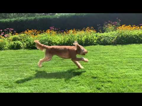 Hive Fetch Stick - Dog Toy