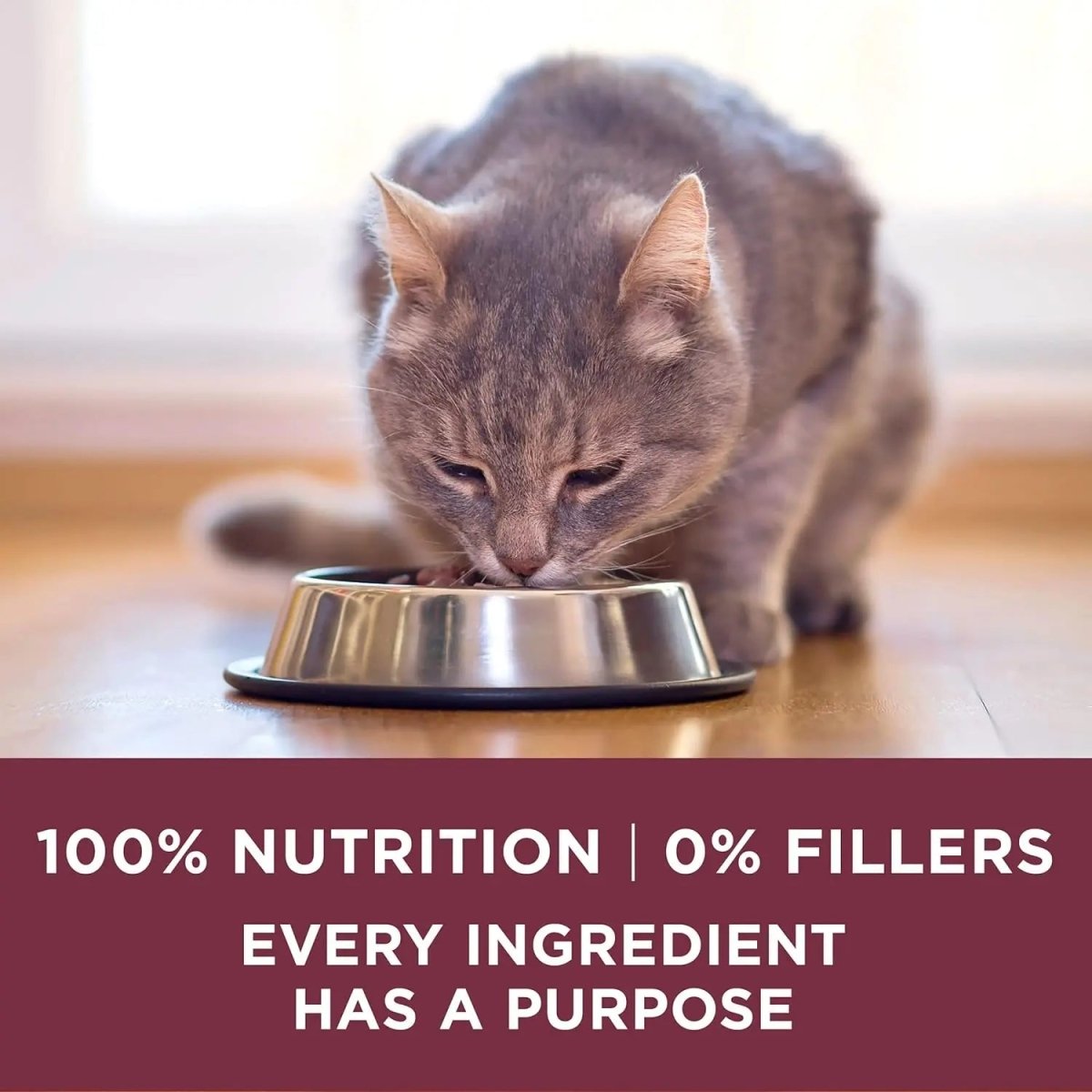 Purina One Special Care Urinary Health High Protein Adult Dry Cat Food - Talis Us