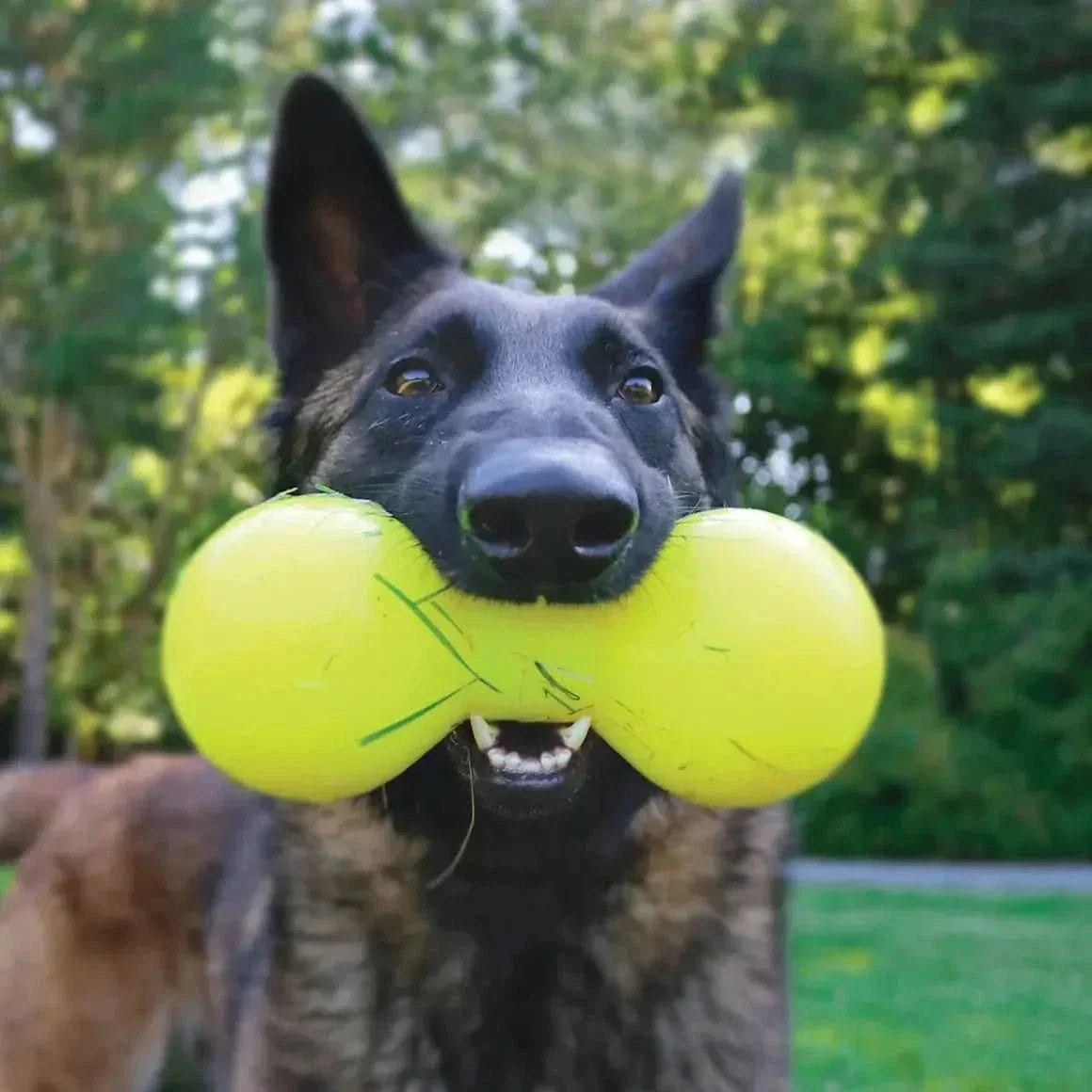Ruff Dawg, Big Dawg Barbell Tough Dog Chew Toy - Talis Us
