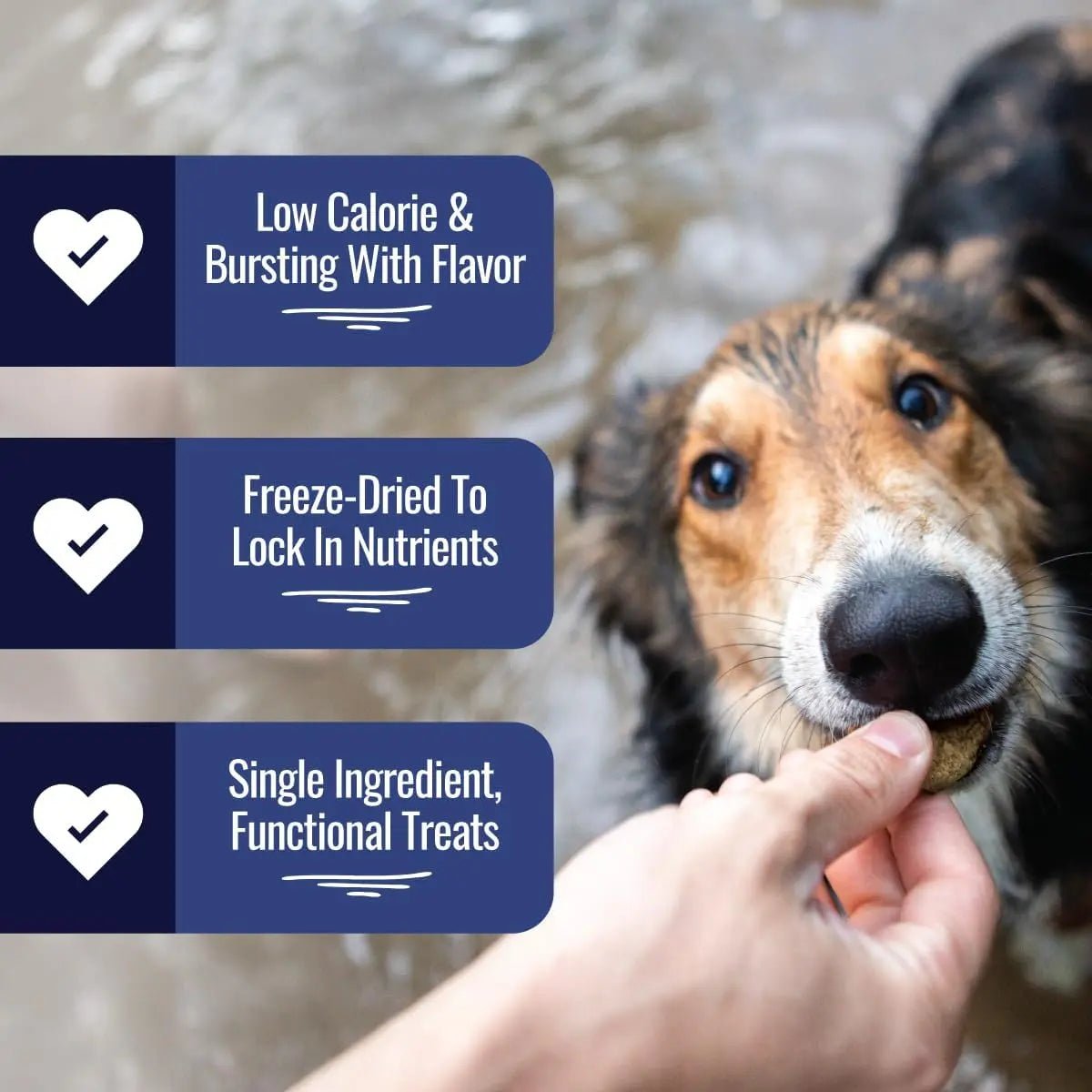Smart Cookie Low - Calorie Freeze - Dried Liver Treats – Perfect for Training and Topping 2oz - Talis Us