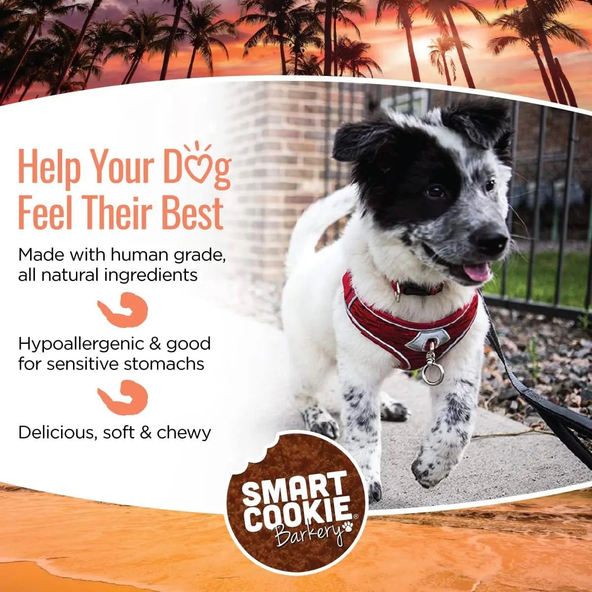 Smart Cookie Shrimp & Coconut Grain - Free Soft & Chewy Dog Treats 5oz - Talis Us