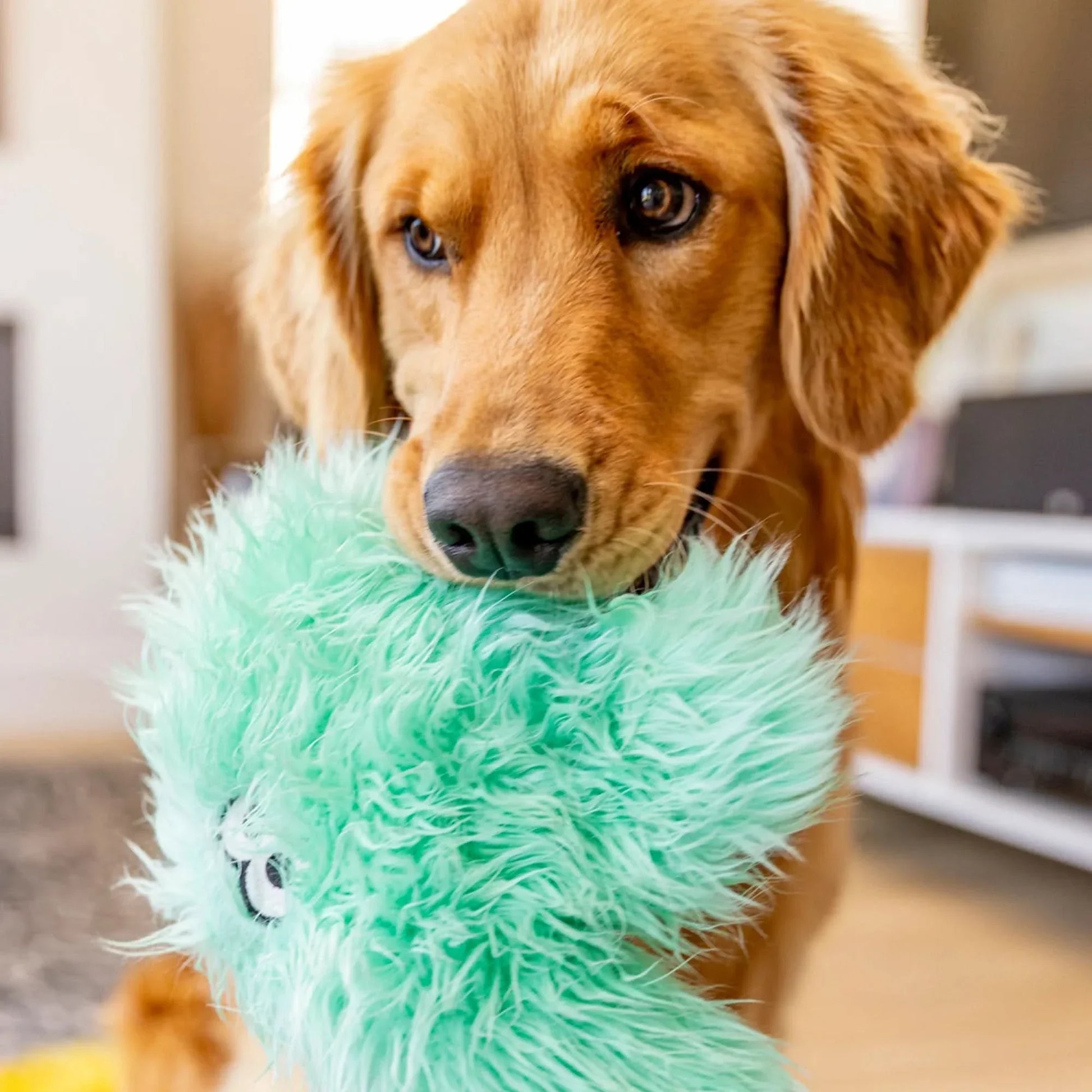 Golden Retriever playing with a West Paw squeaky plush dog toy in a bright living room