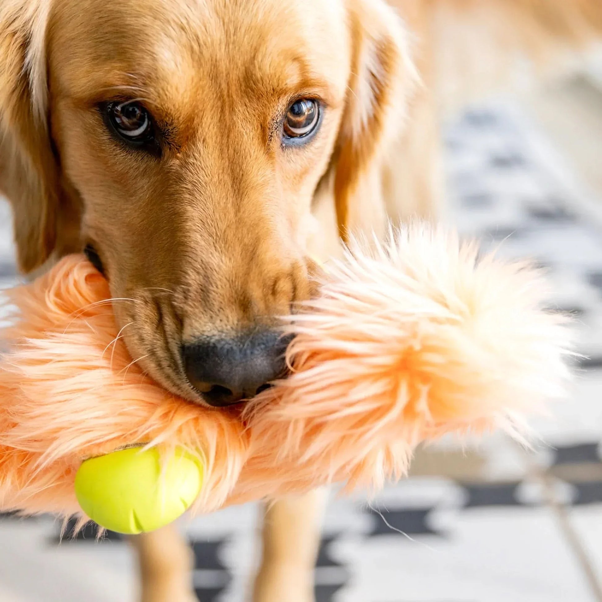Golden retriever holding a West Paw squeaky plush dog toy with bright colors and a soft texture