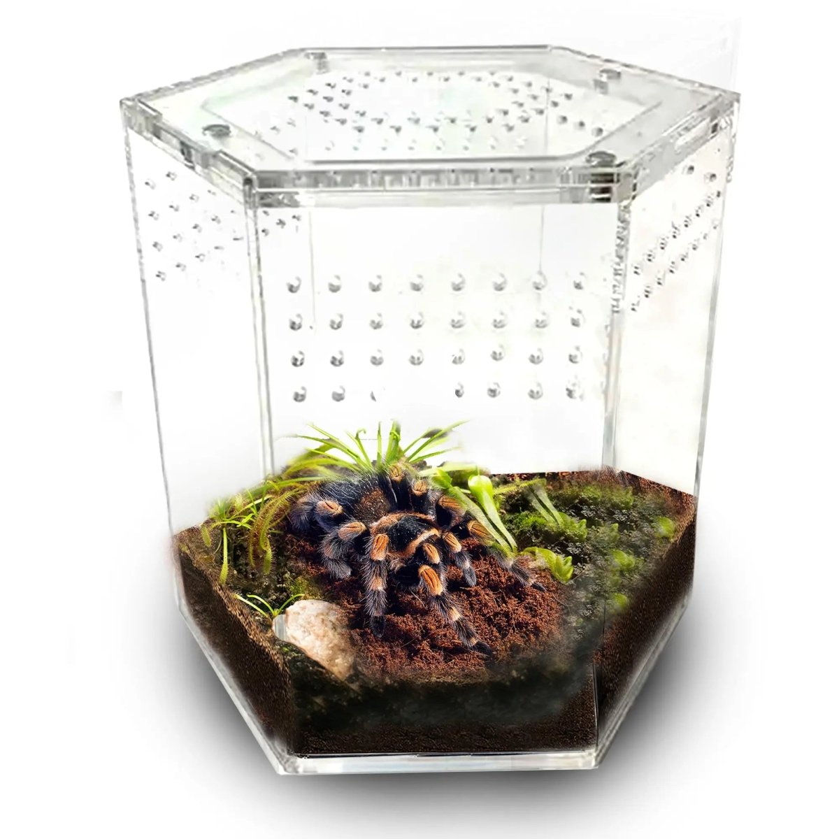 Talis - us Acrylic Hexagon Tarantula Enclosure Reptile Terrarium - Talis Us
