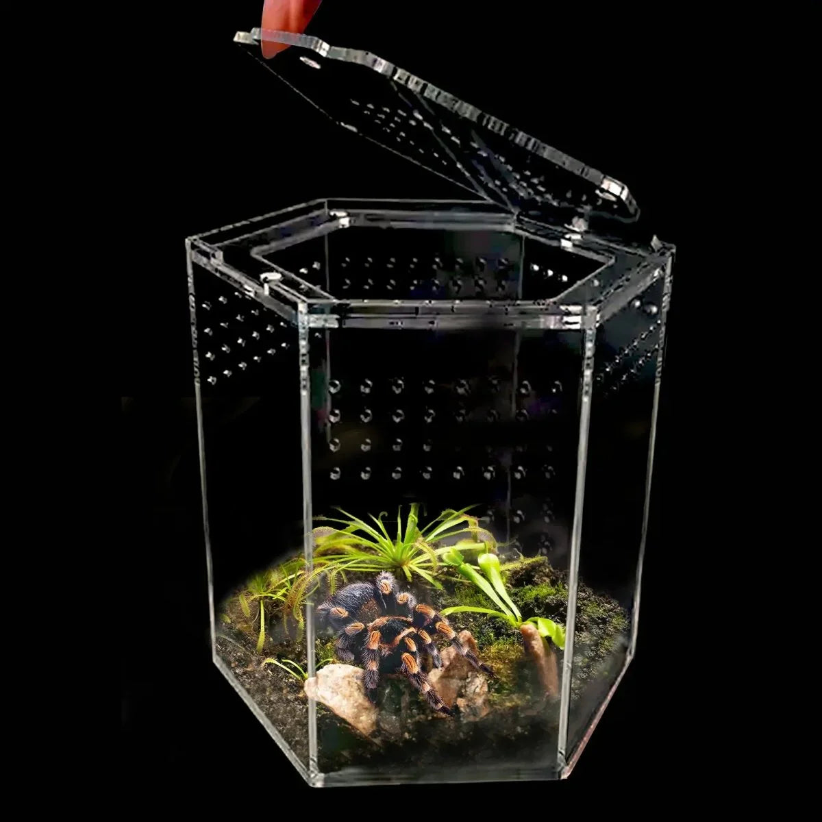 Talis - us Acrylic Hexagon Tarantula Enclosure Reptile Terrarium - Talis Us