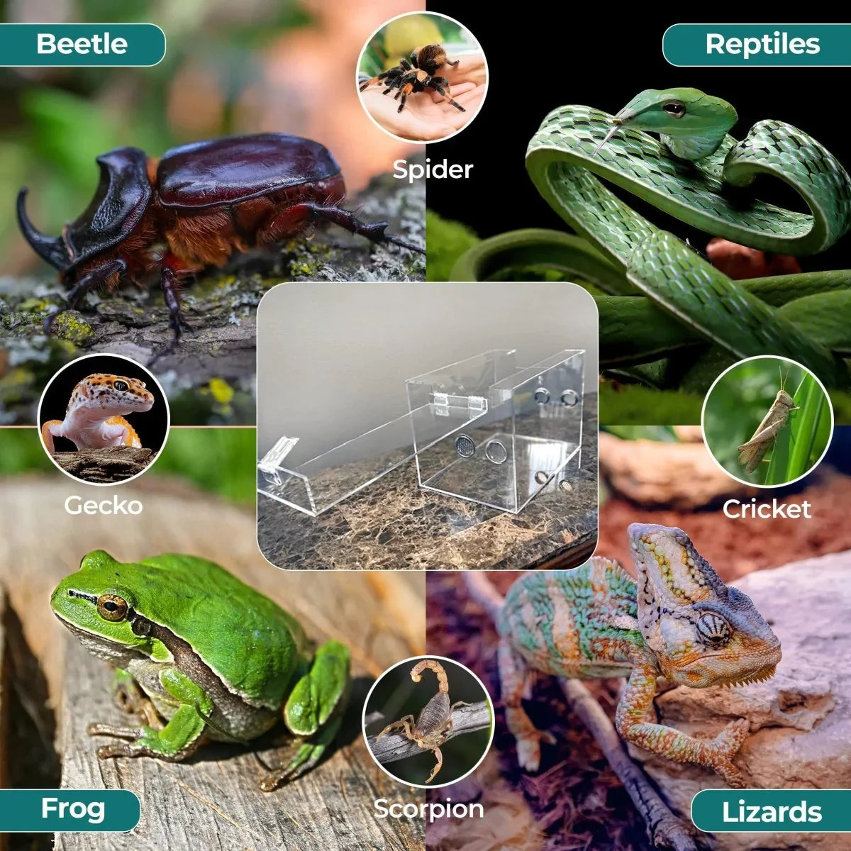 Talis - us Acrylic Reptile Breeding Tarantula Enclosure Arboreal Habitat for Spiders Gecko - Talis Us