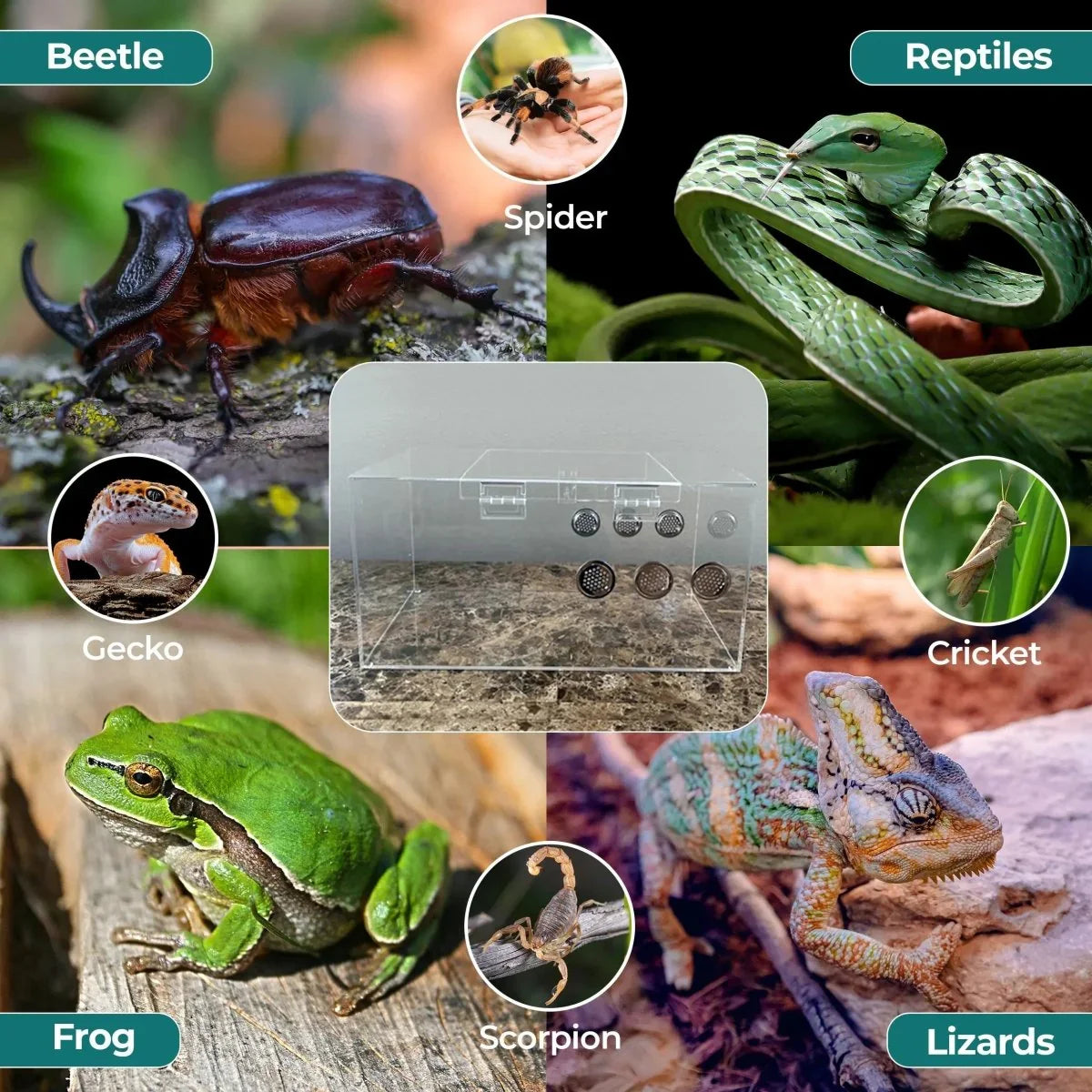 Talis - us Acrylic Tarantula Enclosure Transparent Terrariums Horizontal or Vertical Style for Spider Reptile Insect 8” x 8” x 16” - Talis Us