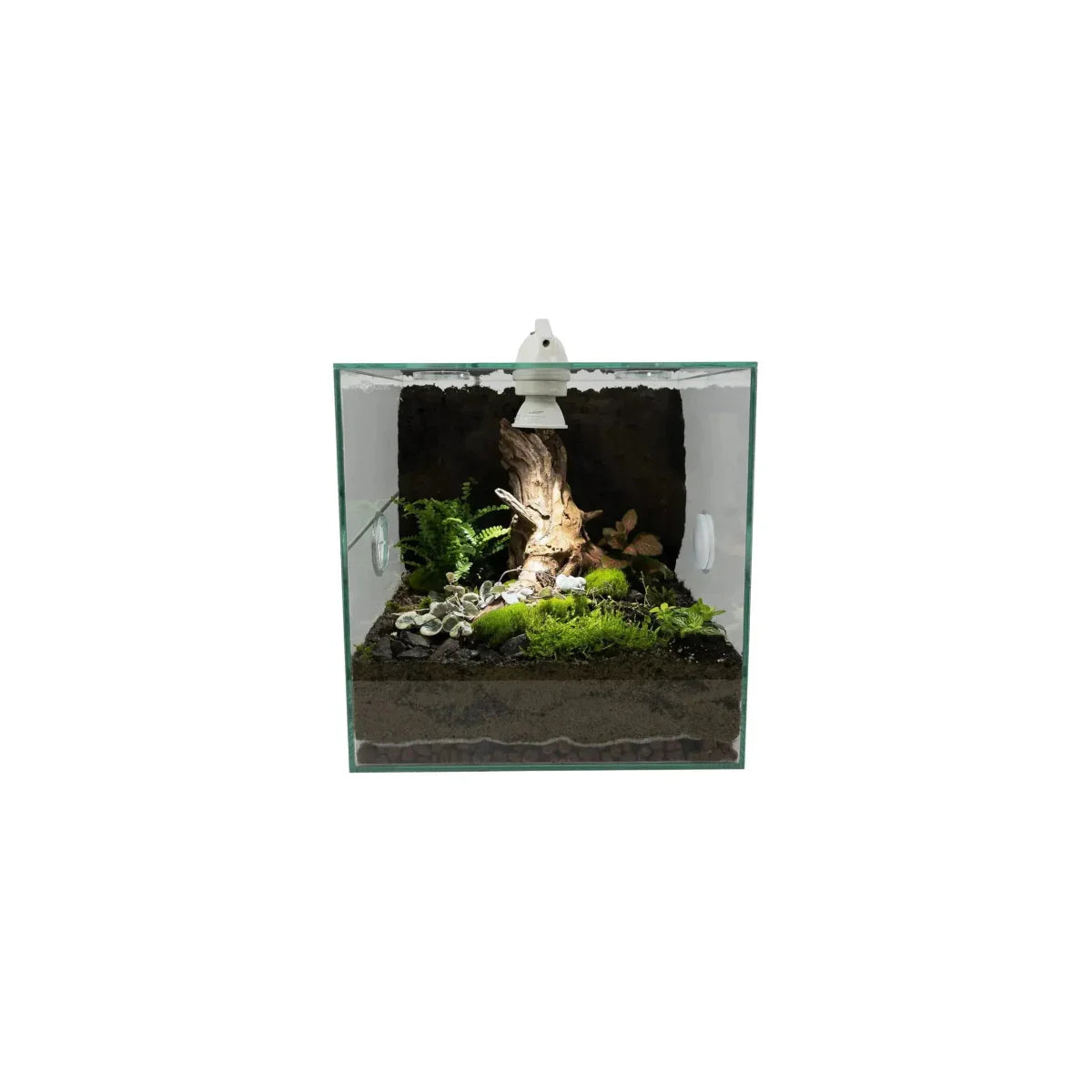 Talis - us LED Light for Ant Nest Ants Farm Insect Cages Spotlight for Formicarium - Talis Us