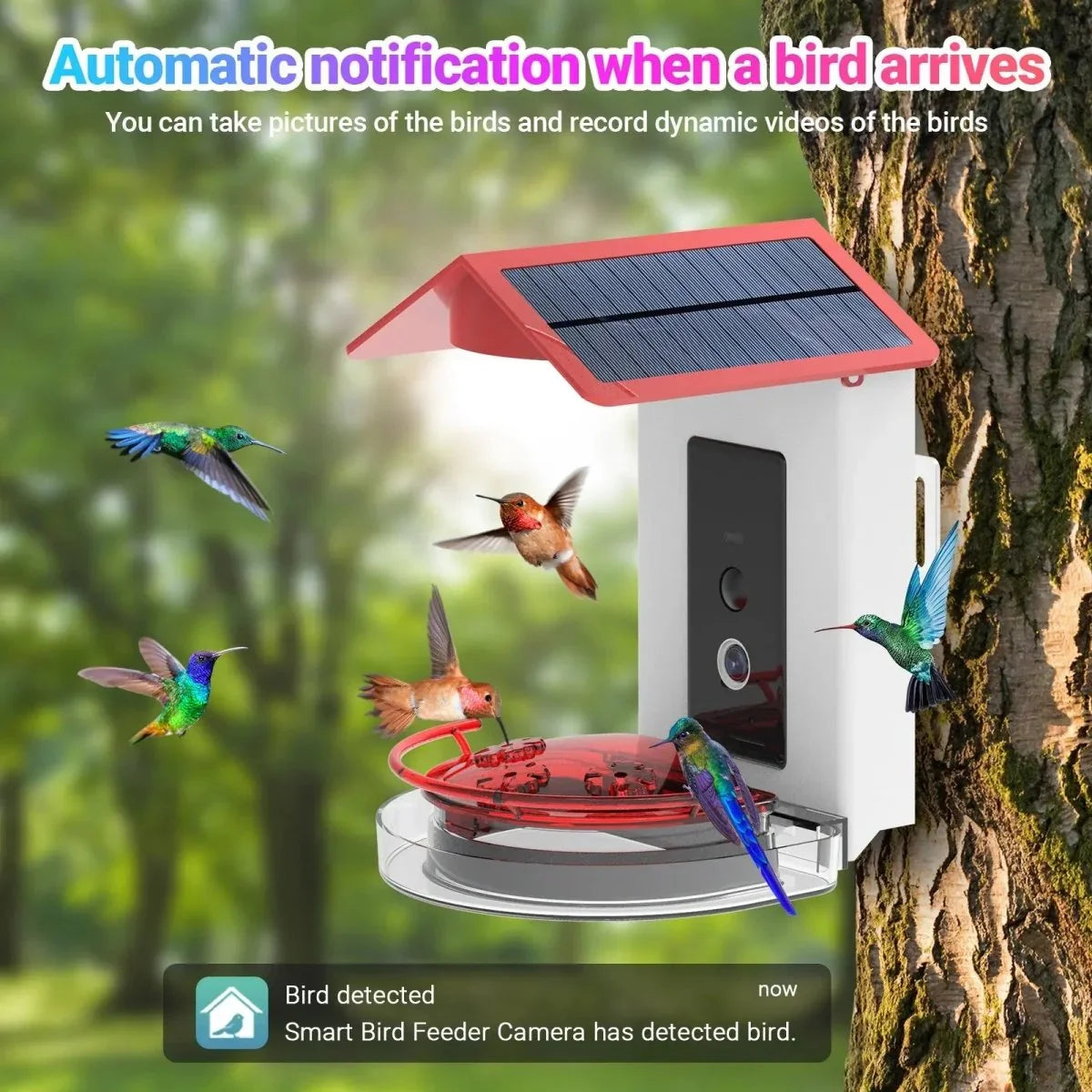 Talis - us Professional Hummingbird Feeder with Smart Al Camera - Talis Us