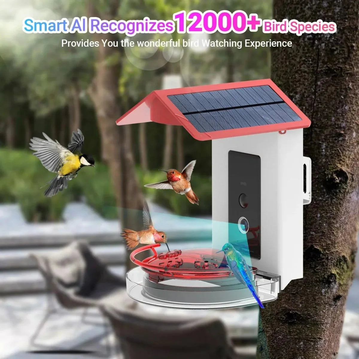 Talis - us Professional Hummingbird Feeder with Smart Al Camera - Talis Us