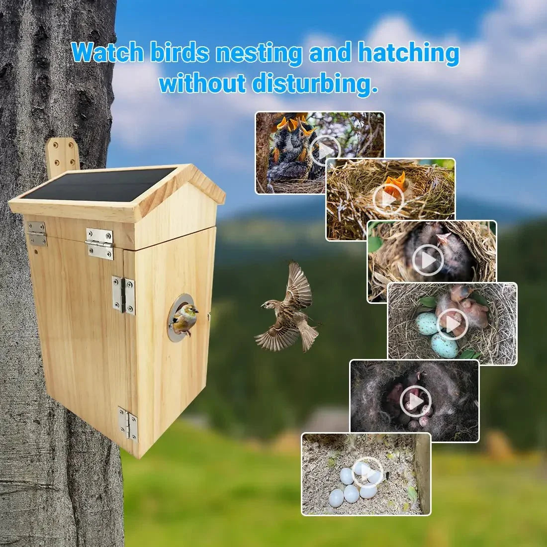Talis - us Smart Bird Nesting House with WI - FI Camera - Talis Us