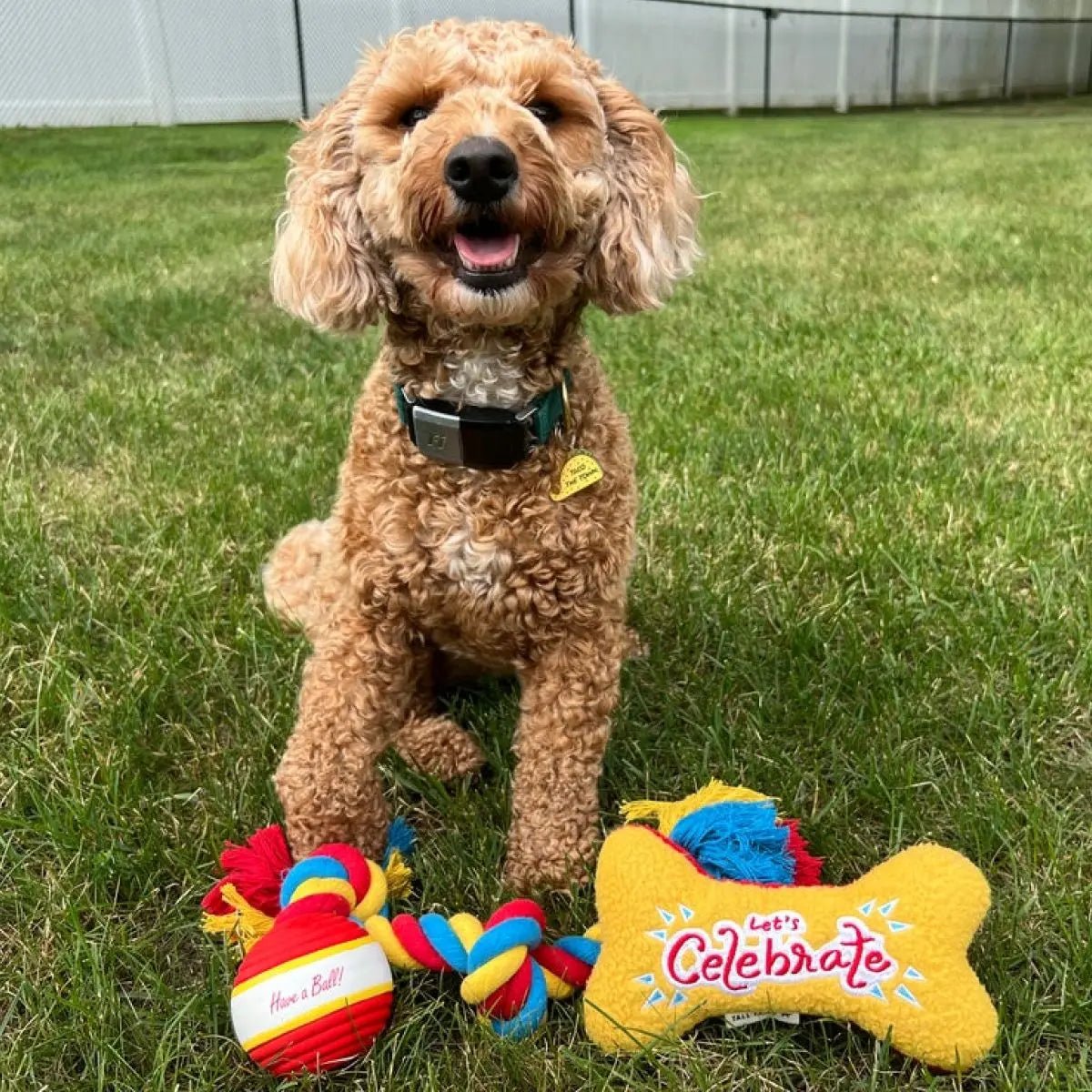 Tall Tails Let's Celebrate 3 - Piece Gift Box for Dog - Talis Us