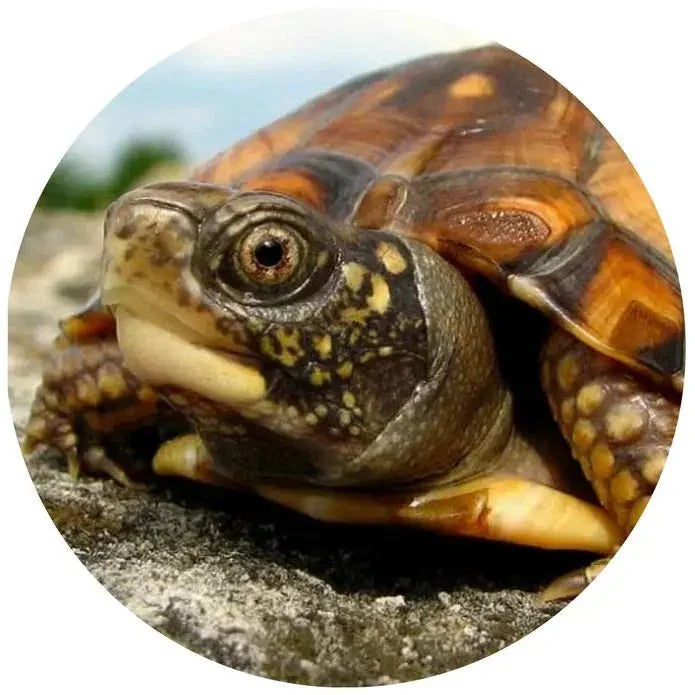 TropicZone Box Turtle Diet Stage - 2 Juvenile Formula - Talis Us