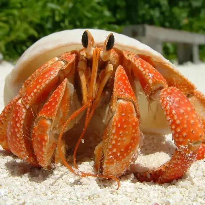 TropicZone Land Crab Performance Diet - Talis Us