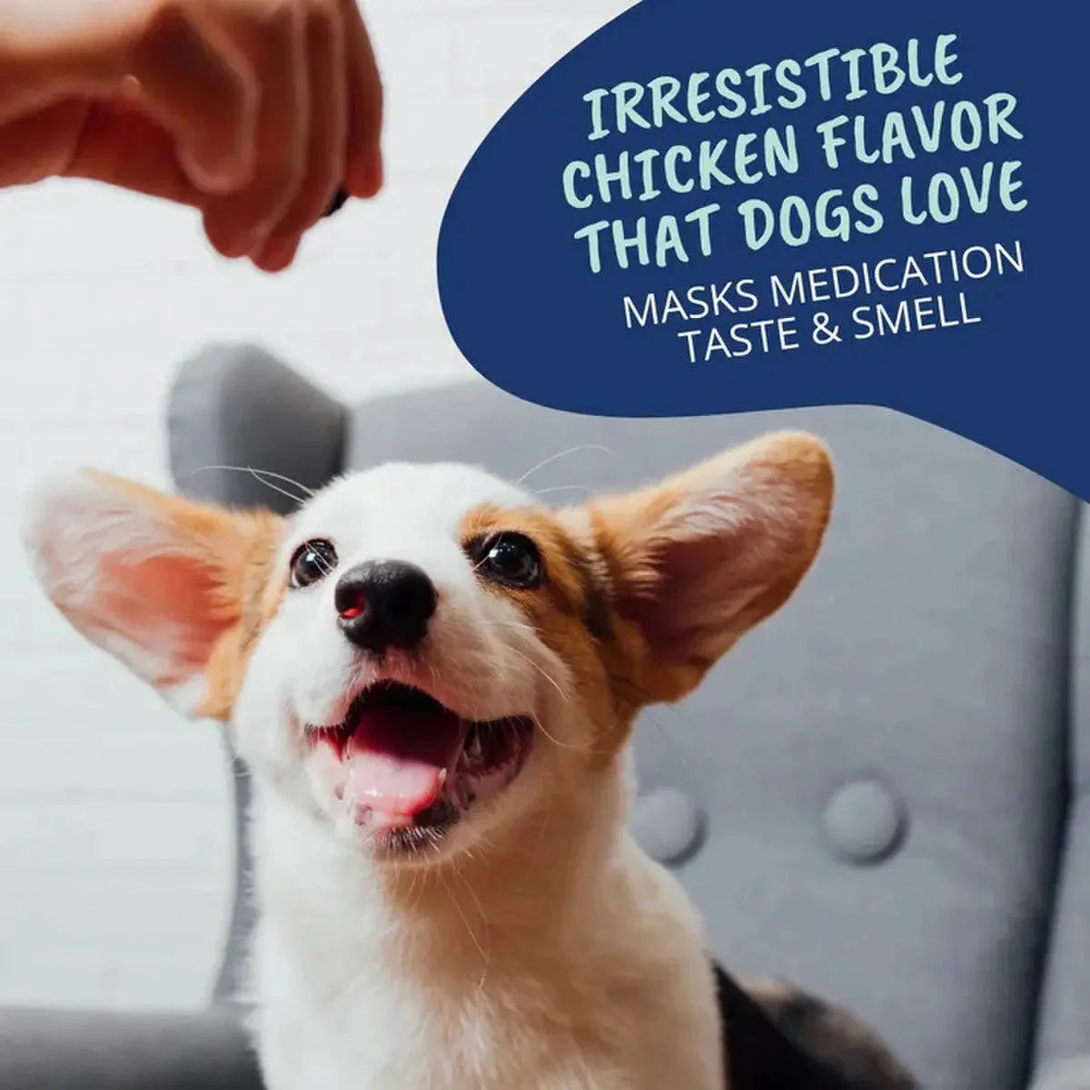 Under the Weather Pill Wrap for Dogs - Talis Us