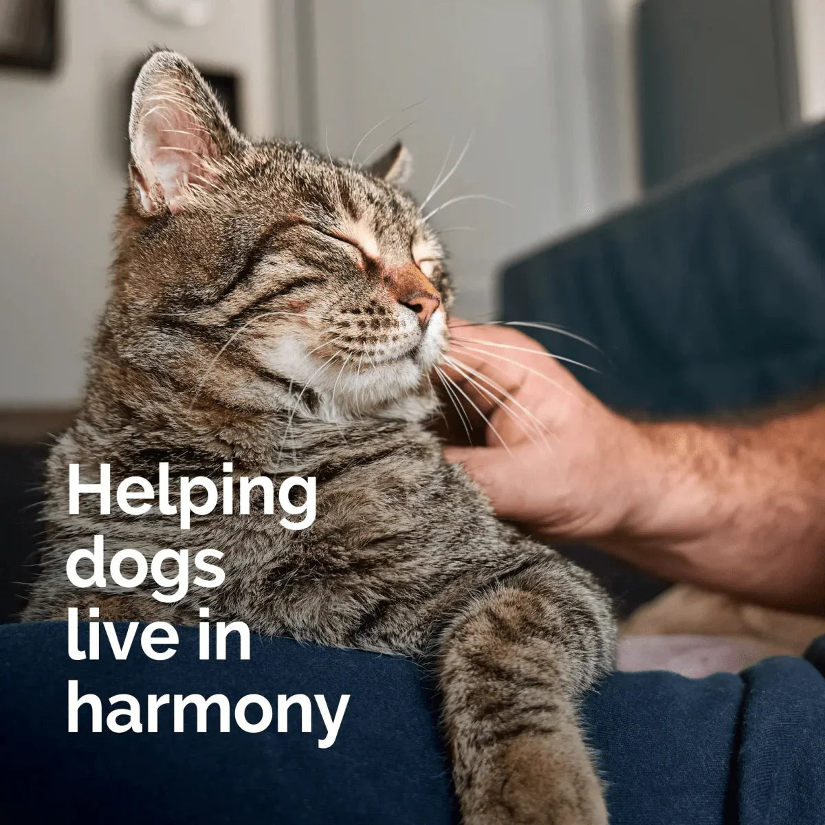 Vetality Harmony Pet Calming Home Diffuser Refills for Cats 2ct - Talis Us