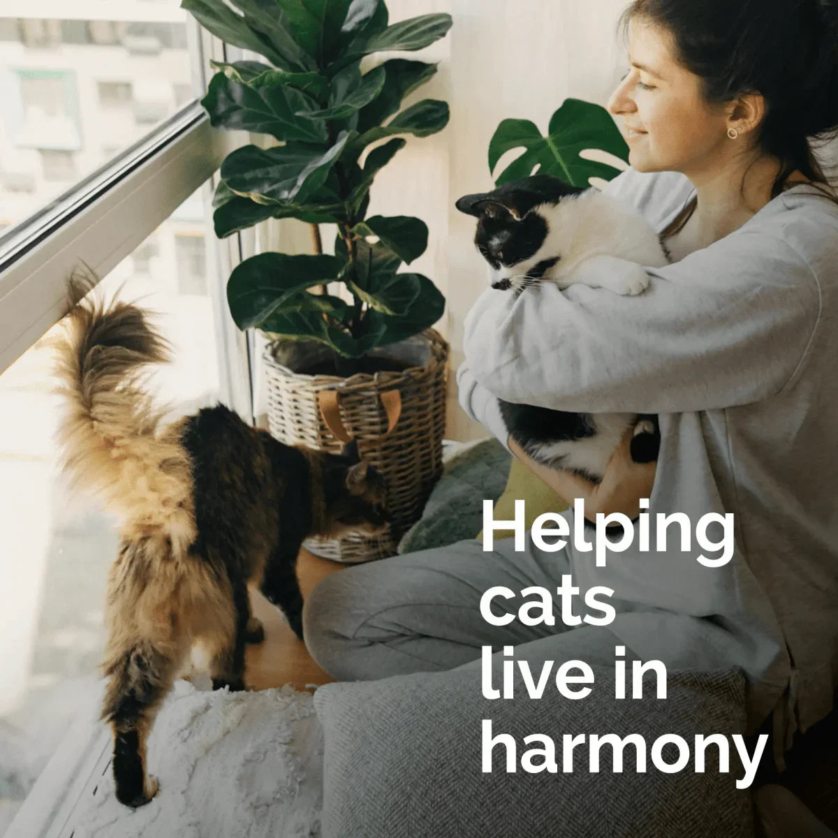 Vetality Harmony Pet Calming Spray for Cats 1.62 fl oz - Talis Us