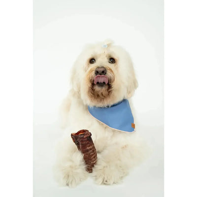 Winnie Lou All - Natural Bison Trachea Chews for Dogs - Talis Us