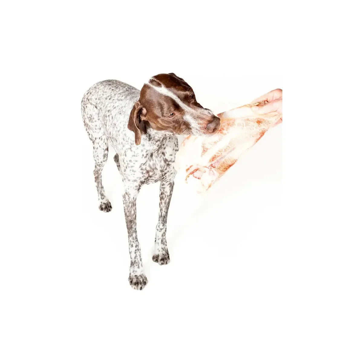 Winnie Lou Freeze - Dried Bison Scapula Chews – All - Natural Long - Lasting Treats - Talis Us