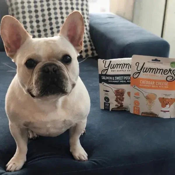 Yummers Freeze Dried Cheddar Cheese Gourmet Meal Mix in for Dogs Food Topper, 2.5 oz - Talis Us