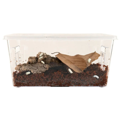 Zoo Med Creatures Roly Poly Isopod Habitat Kit - Talis Us