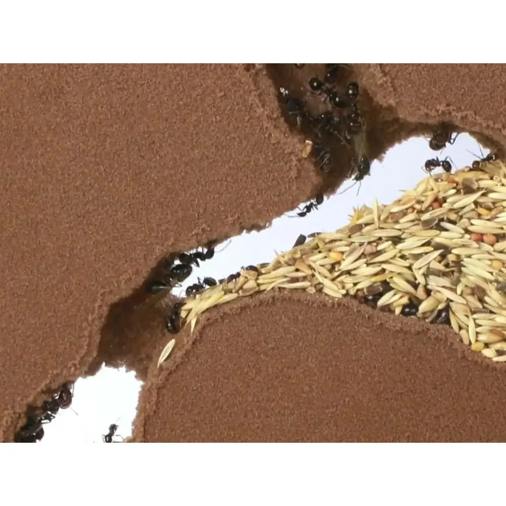 ANTCUBE Digfix plate 20×20 Antcube