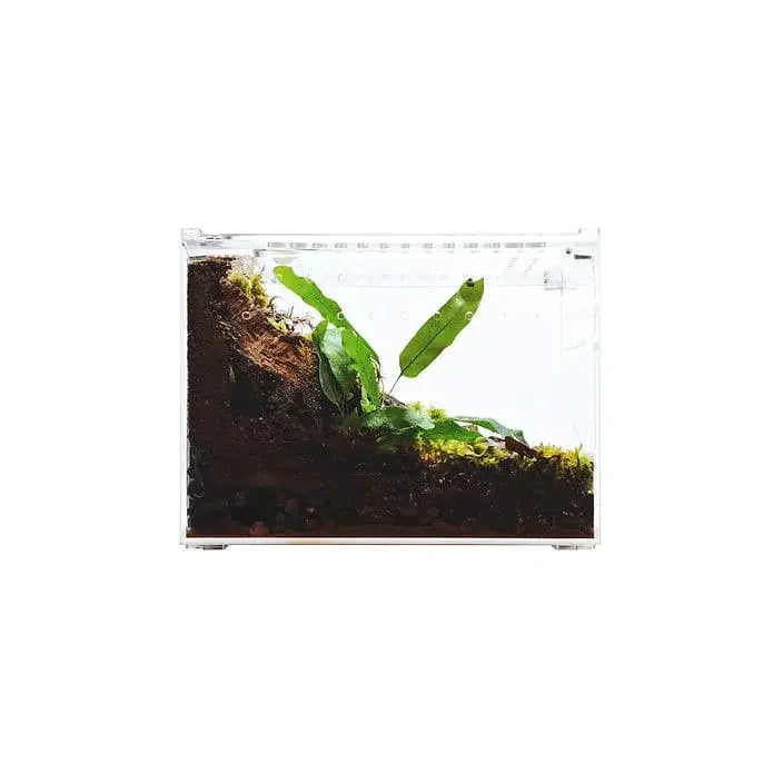 Acrylic Enclosure Clear Top Reptile Habitat Terrarium cage for Terrestrial Arboreal Tarantula HerpCult