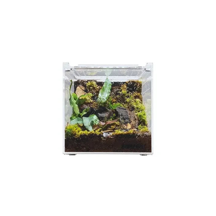 Acrylic Enclosure Clear Top Reptile Habitat Terrarium cage for Terrestrial Arboreal Tarantula HerpCult