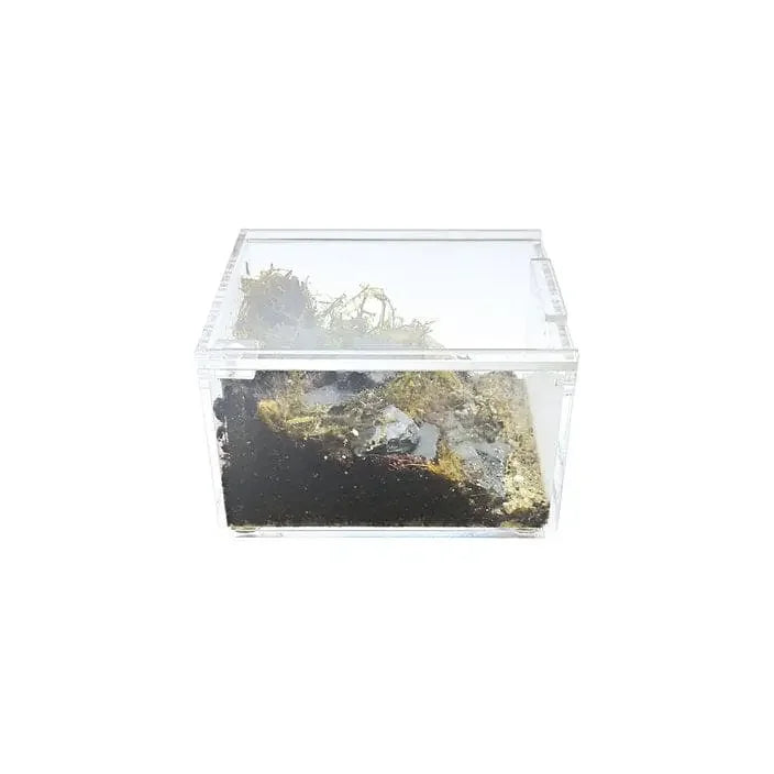 Acrylic Enclosure Mini Flat Clear Reptile Breeding Box Terrarium Cage for Tarantula Scorpion HerpCult