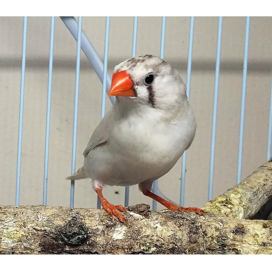The Arcadia BIRD HO T5 46" fixture providing essential UVB for birds