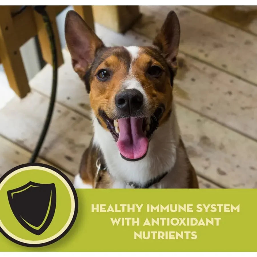 A happy dog sits indoors with its ears up, looking at the camera. Text: AvoDerm Natural Chicken Meal & Brown Rice Senior Dry Dog Food supports healthy immune system & joints with antioxidant nutrients. Shield icon on the left. Brand: AvoDerm.