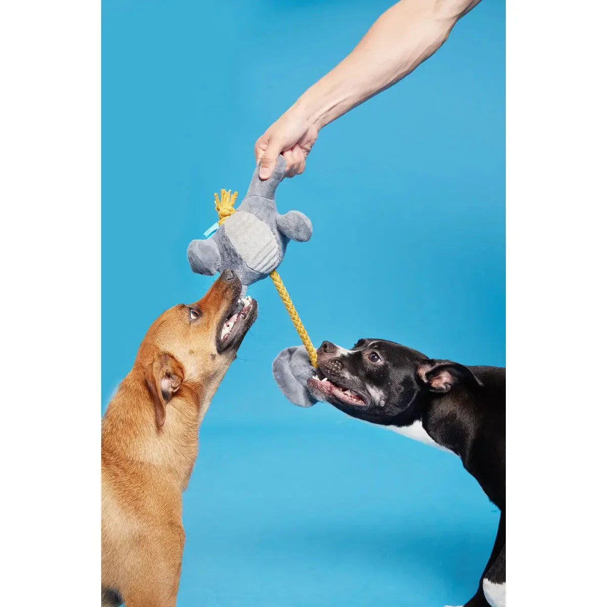 BARK Herbert the Herbivore Dog Toys BARK
