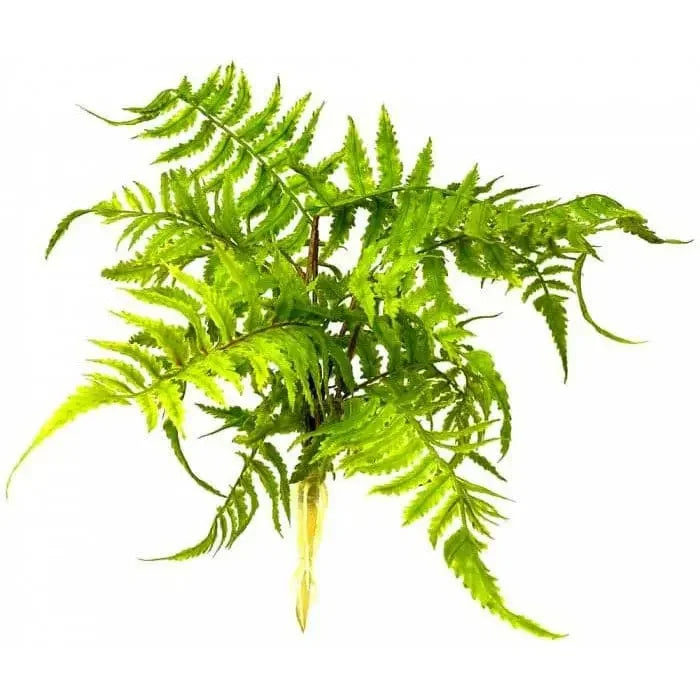 Boston Fern Nephrolepis Exaltata Terrarium Decor Lugarti
