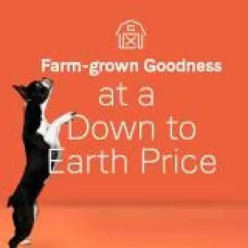 A black and white cat stands on its hind legs against an orange background. White text above reads, CANIDAE Under The Sun Grain-Free Chicken Recipe Dry Dog Food—farm-grown goodness at a down-to-earth price, with a barn icon at the top.