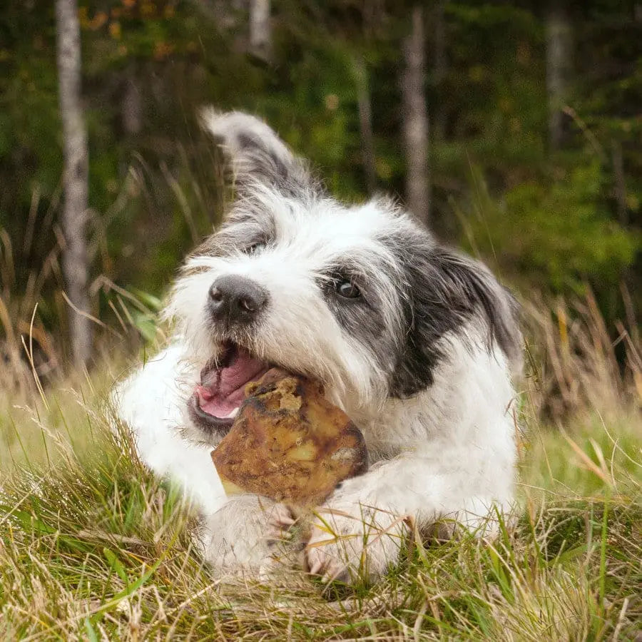 Cadet Farm to Paws Sliced Beef Knuckle Bones - Natural Dog Chews Cadet