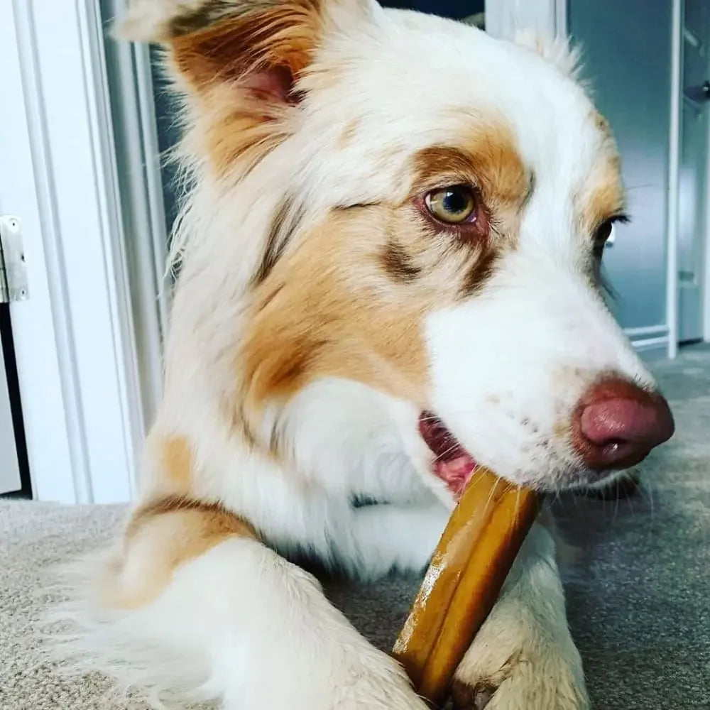 Coconut Yak Milk Chews for Dogs Chew Dog Treats Yak9