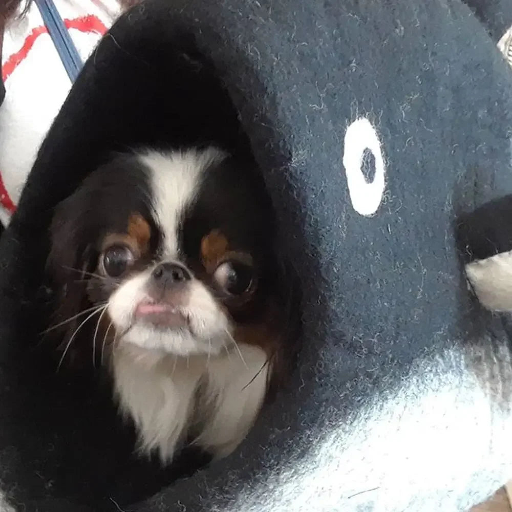 Dharma Dog Karma Cat Dharma Dog Karma Cat