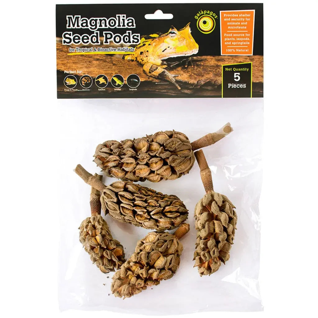 Galapagos Natural Magnolia Seed Pods 5 pk Galapagos