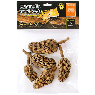 Galapagos Natural Magnolia Seed Pods 5 pk Galapagos