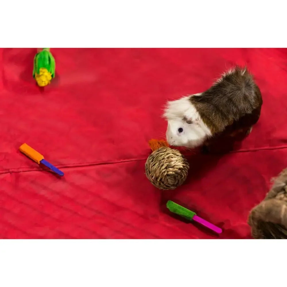 Grassy Nibblers Squash Prevue Pet
