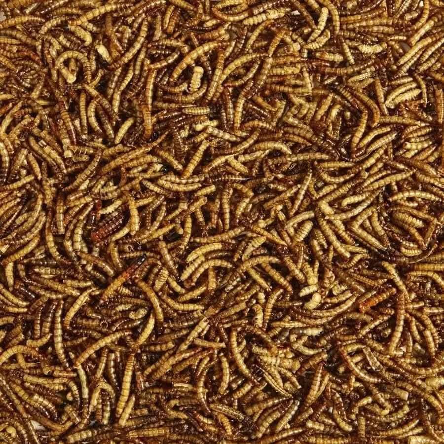 Kaytee Mealworm Wild Bird Food Pouch Kaytee® CPD