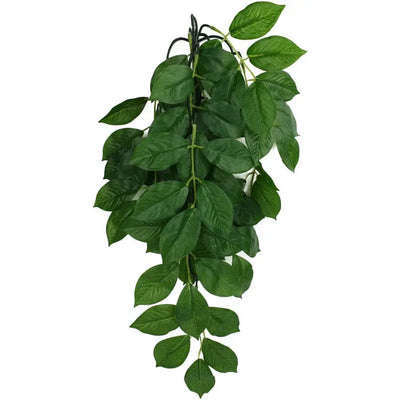 Komodo Green Leaf Hanging Plant Komodo
