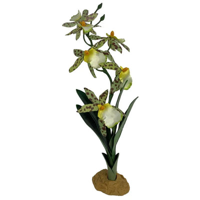 Komodo Spider Orchid Plant w/Gravel Komodo