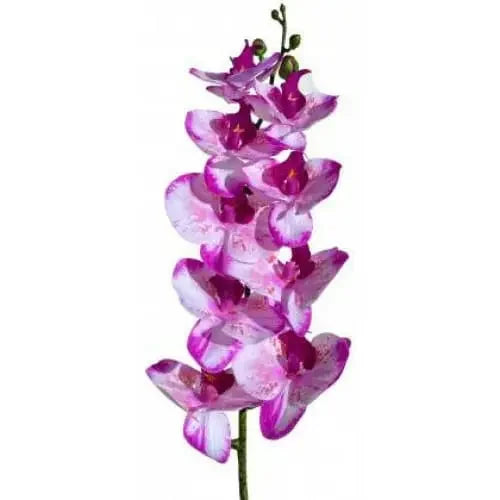 Lugarti's Moth Orchids Reptile Décor Lugarti