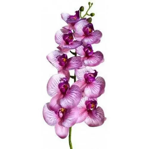 Lugarti's Moth Orchids Reptile Décor Lugarti