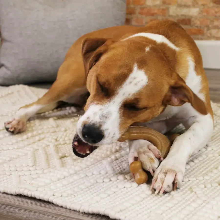Nylabone Gourmet Style Strong Chew Wishbone Dog Toy Wishbone, Nylabone