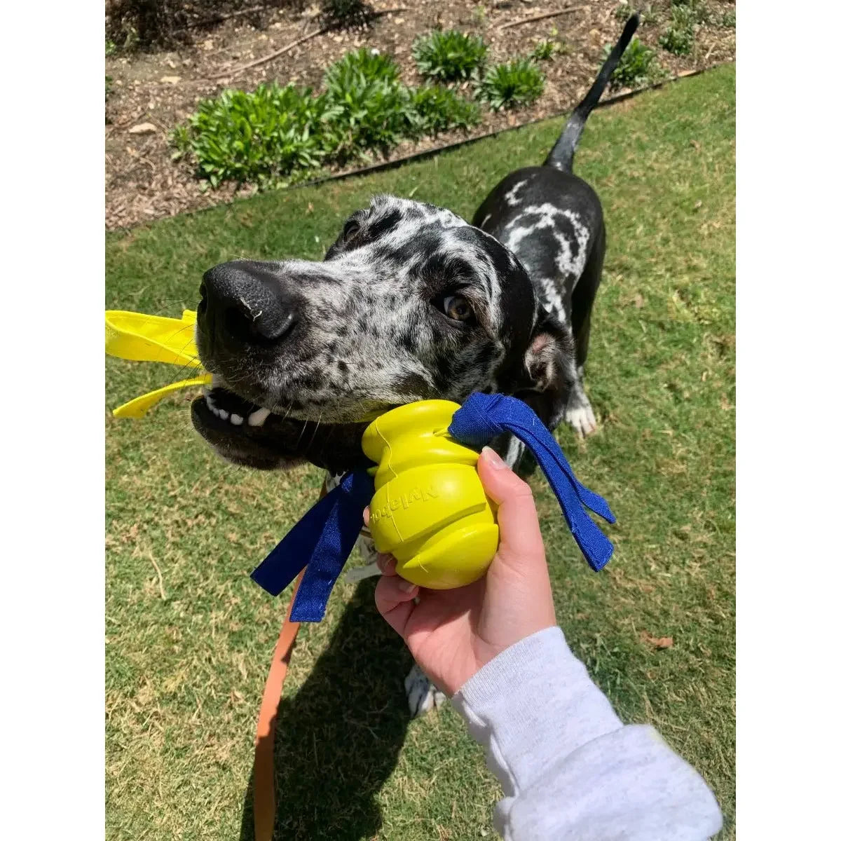 Nylabone Power Play Dog Fetch Toys Fling-a-Bounce Nylabone