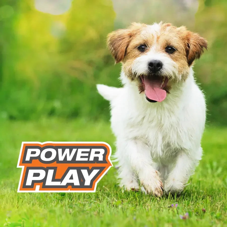 Nylabone Power Play Interactive Dog Toy Shake-a-Toss SMall Nylabone